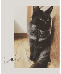 首にファーつけてる三ニャン坊🐈 | その他