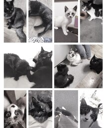 🐈my loooove🐈 | その他