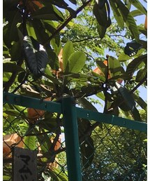 LEPSIM | イヤリング