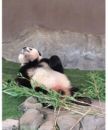 panda | その他
