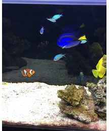 ニモの世界𓆡𓆜𓇼𓈒 | その他