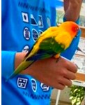 インコの「アクセサリー(チャーム)」