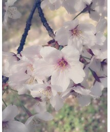 お花見🌸 | その他