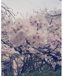 お花見🌸 | その他