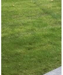 The Cambridge Satchel Company | ショルダーバッグ