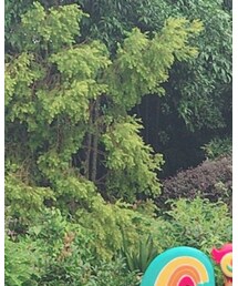 axes femme | サンダル