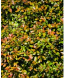 Ray-Ban | サングラス