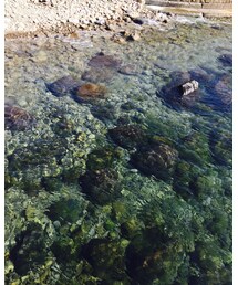 伊豆の海 | その他