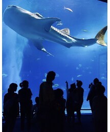 美ら海水族館 | その他