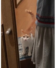 やんちゃな飼い猫 | その他