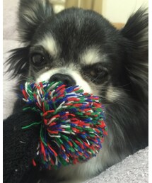 チワワ | その他