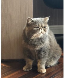 うめぼしちゃん🐈 | その他