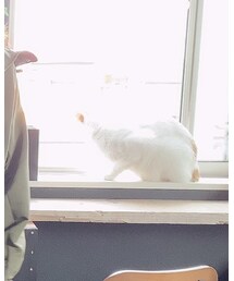あぐー | その他