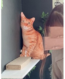 偽あぴ | その他