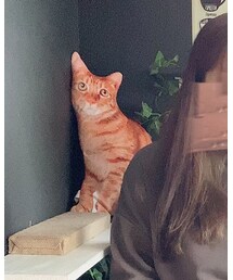 偽あぴ | その他