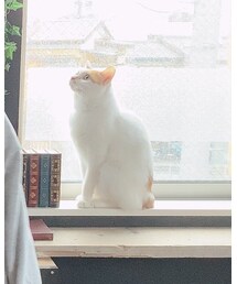 あぐー | その他