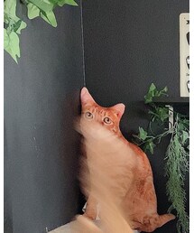 偽あぴ | その他