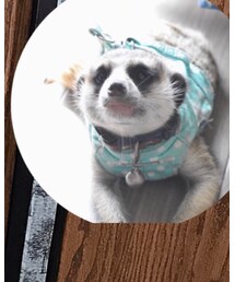 大切な家族 | その他