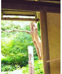 ZARA | シャツ/ブラウス