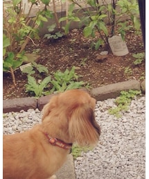 うちの愛犬 | その他