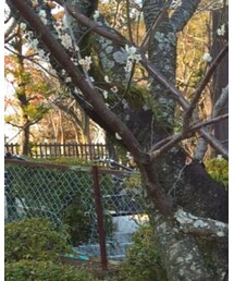 Levi's | デニムパンツ