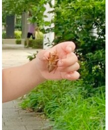 セミ🐝 | フィギュア