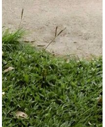 HONEY | ワンピース