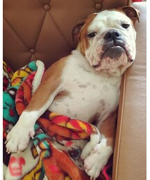 まりも | その他