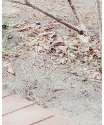 Birthday | パンツ