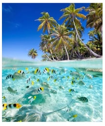 モーレア島 | 美しいです🐠✨🏝✨(ポスター/アート)