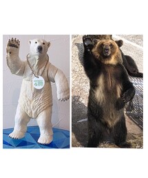 左・旭山動物園🐻右・登別クマ牧場🐻 | 左・ホッキョクグマ🐻右・クッキーをねだる本物のクマ(笑)🐻(ペットウェア)