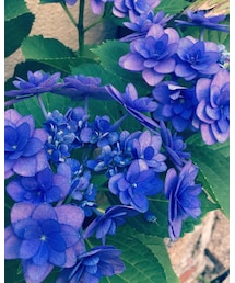 あじさいの花✨✨ | その他