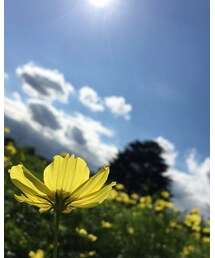 キバナコスモス💕 | その他