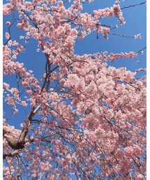 小諸の桜🌸 | その他