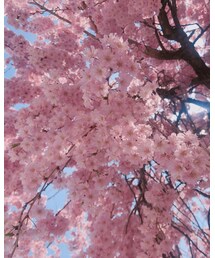 やっと満開🌸 | その他