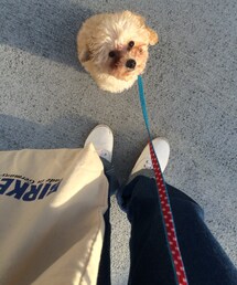 🐶 | おすわり(その他)