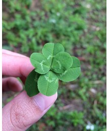 🍀 | 6つ葉のクローバー♡(その他)