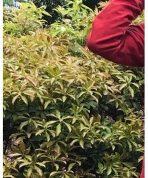 masakazuさん、ﾌｫﾙﾀﾞｲﾝありがとうございます🍀 | その他