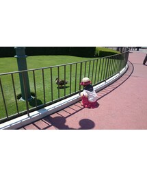 カモさん | どんどん近くに行ってしまいます(笑)(その他)