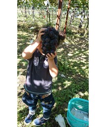 ぶどう狩り | その他