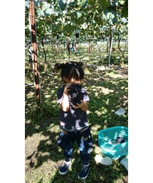 ぶどうと同化 | その他