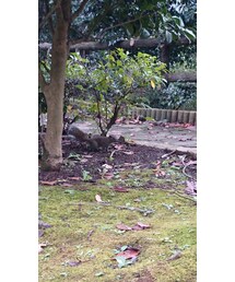 野性のリス！ | 興奮したのはママでした(笑)(その他)