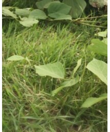 くまちゃんBAG | ショルダーバッグ