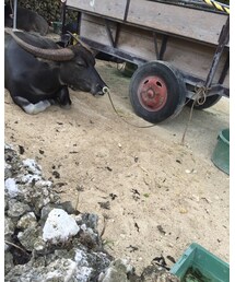 水牛🐃(う´ω｀し) | その他