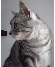 今日もにゃんこ🐈 | 横顔✨ぎんなん♀️🐈(ペットウェア)