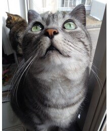 今日もにゃんこ🐈 | 窓際にて😌ぎんなん♀️とだいず♂️(ペットウェア)