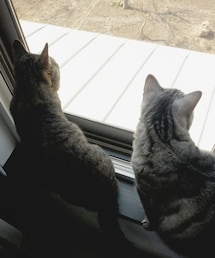 今日もにゃんこ🐈 | 窓際にゃんこ🐈🐈(ペットウェア)