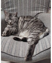 今日もにゃんこ🐈 | ほぼ寝てるぎんなん♀️(ペットウェア)