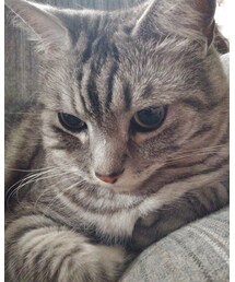 今日もにゃんこ🐈 | いつも可愛い💖ぎんなん♀️(ペットウェア)
