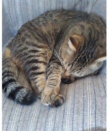 今日もにゃんこ🐈 | 謎の寝方🐈💤(ペットウェア)